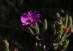 Ruschia montaguensis