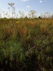 Peucedanum officinale