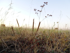 Plantago schwarzenbergiana