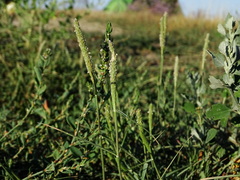 Sporobolus alopecuroides