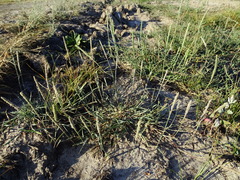 Sporobolus alopecuroides