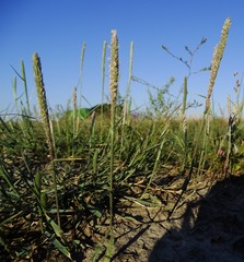 Sporobolus alopecuroides