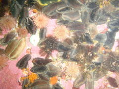 Pentacta doliolum