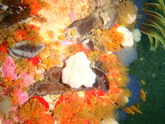 Pentacta doliolum
