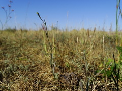 Bupleurum tenuissimum