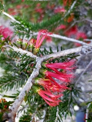Melaleuca quadrifida