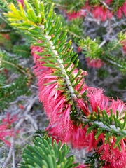 Melaleuca quadrifida