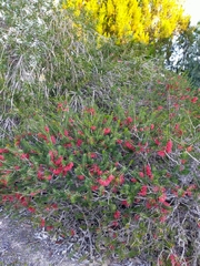 Melaleuca quadrifida
