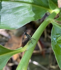 Elaphiceps cervus
