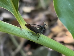 Elaphiceps cervus