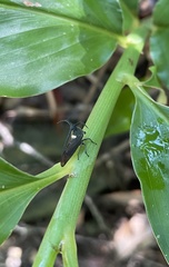Elaphiceps cervus
