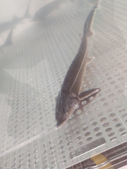Acipenseridae