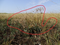 Lepidium cartilagineum