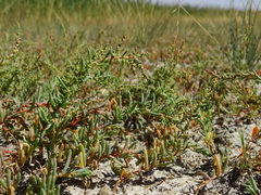 Suaeda pannonica