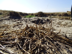 Pholiurus pannonicus