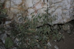 Solanum catombelense