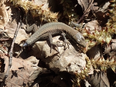 Podarcis muralis
