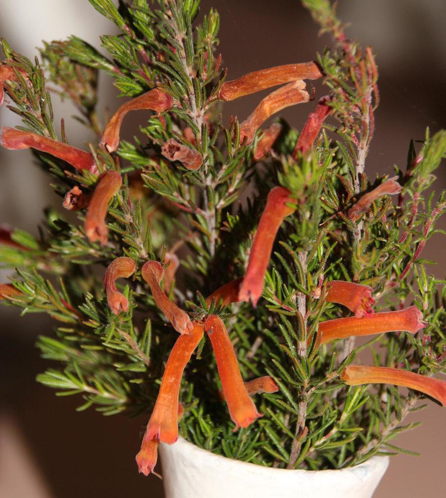 Erica viridimontana