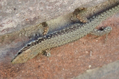 Podarcis muralis