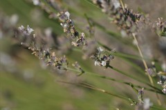 Anthophora pubescens