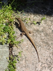 Podarcis muralis