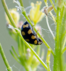 Coccinula sinensis