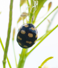 Coccinula sinensis