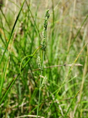 Beckmannia eruciformis