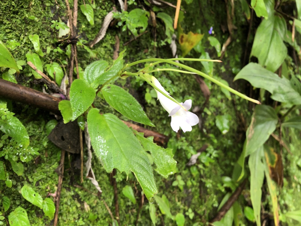 Henckelia anachoreta; photograph (c) 黃美滿, some rights reserved (CC BY)