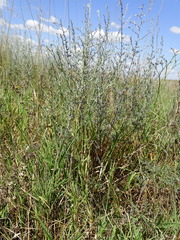 Artemisia santonicum