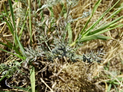 Artemisia santonicum