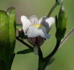 Nemesia floribunda