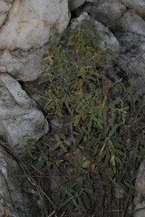 Solanum catombelense