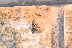 Tegostoma comparalis