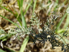 Artemisia santonicum