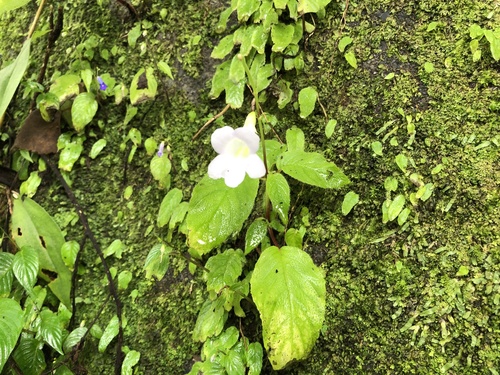 Henckelia anachoreta, photograph 3