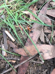 Leptomyrmex nigriventris