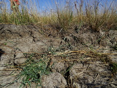 Sporobolus alopecuroides