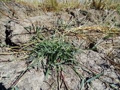 Sporobolus alopecuroides