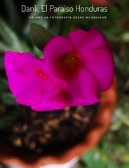 Portulaca grandiflora