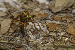 Diogmites crudelis