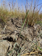 Sporobolus alopecuroides