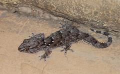 Chondrodactylus bibronii