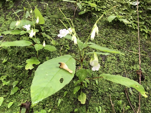 Henckelia anachoreta, photograph 4