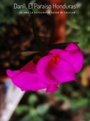 Portulaca grandiflora