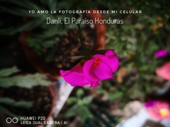Portulaca grandiflora