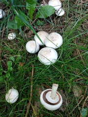 Agaricus xanthodermus