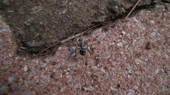 Polyrhachis militaris