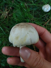 Agaricus xanthodermus