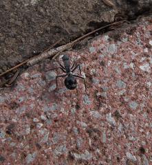 Polyrhachis militaris